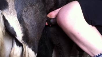 Guy's snug asshole is stretched open by a well-hung stallion