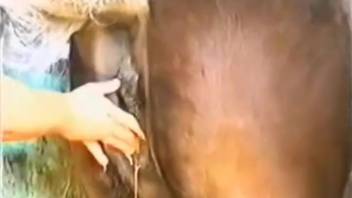 Curly-haired woman adores a pony's huge cock in a steamy encounter
