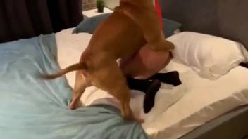 Intense animal intercourse with a brown mongrel dog in high definition