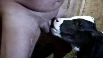 Chubby guy tongued by an attractive heifer