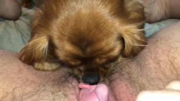 POV bestiality video with a big clit bitch in HQ