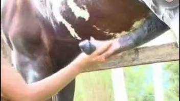 Busty Latina woman savoring bareback intercourse with a horse