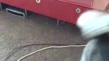 Incredible fisting and superb pussy licking with a dog