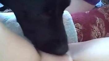 Black dog having fun with a hairless pussy here
