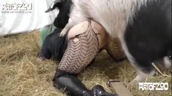Swine pounding sexy tramps in an intense video collection