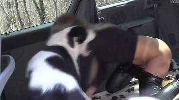 Masked girl in leather pants fucks a dirty mutt