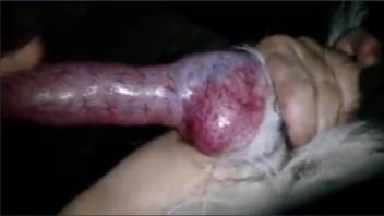 Canine with a pulsing dick craves a messy oral session