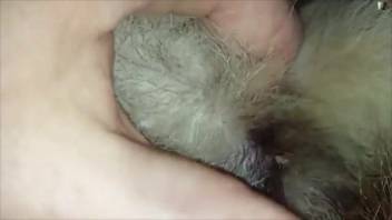 Collection of men's animal sex scenes featuring the finest penises