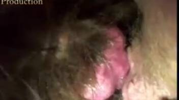 Canine penetrates novice lady's bushy vagina during point-of-view filming