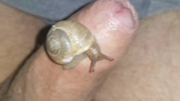 Slug gratifying a hot uncircumcised cock in this spot