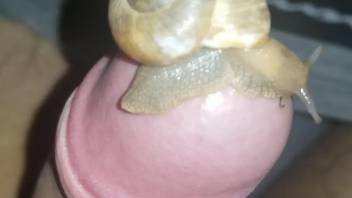 Snail pleasuring a sexy-looking uncut dick here