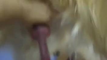 Pair of ladies desire the identical canine penis to ravage them