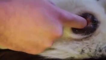 Guy stimulating a female dog's vagina and climaxing himself
