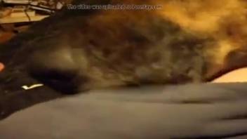 Guy's cock intensely satisfied by a super hot canine