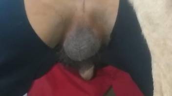Guy's gorgeous butthole gets violated by a white dog