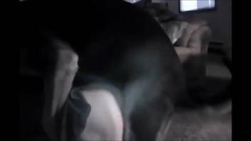 Lively ass chick being screwed by a filthy mutt