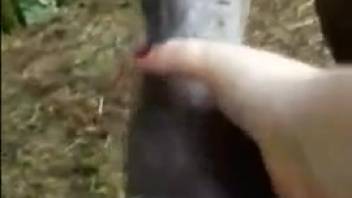 Excited woman grasps massive horse penis in her hands for sexual encounter