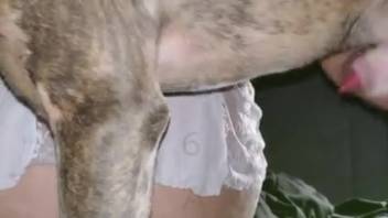 Huge booty older lady anally banged in DIY canine bestiality