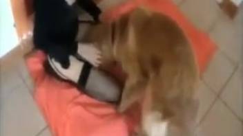 Slut banged on webcam during intense doggy style adult film moments
