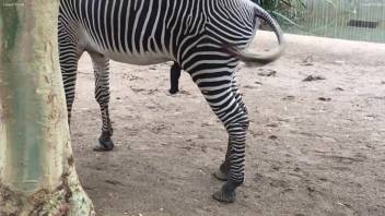 Zebra dick is the sexiest type of dick around