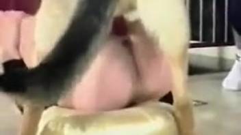 Aroused woman in black attire screwing a hot beast