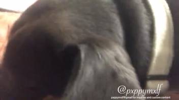 Alluring pup savoring oral pleasure with a lustful bestiality fan