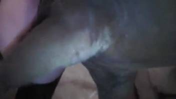 Sexy babe in leather relishes a massive equine dick