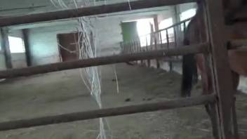 Alluring stallion is prepared to make her climax with his cock deep inside her