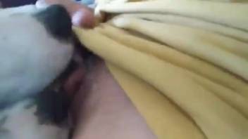 Close-up blowjob with a filthy wild beast