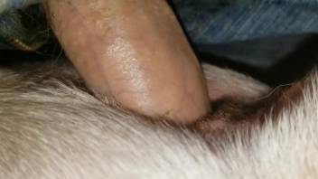 Dude cannot stop fucking an animal's anal hole