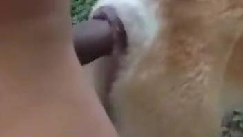 Wild guy enjoys outdoor fucking with a dirty dog