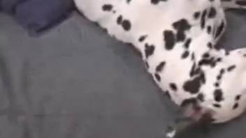 Aroused man is drawn to his dog and desires to penetrate it sexually