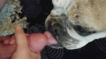 Dirty animal licking a guy's cock and eating cum