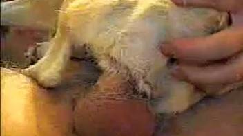 Snug canine cunt skewered on a fine human dick