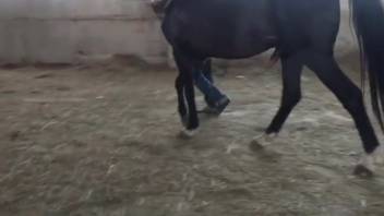 Sexy ladies screwing beasts in doggy style