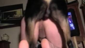 Rear-entry anal pounding involving a yielding animal enthusiast