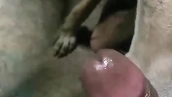 Dog pleases black guy by licking his dick and his balls