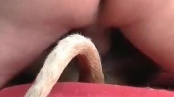 Dude fucking a dog's tight little pussy up close