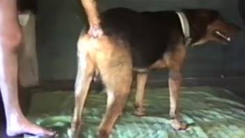 Guy employs his erect dick to bang a compliant creature