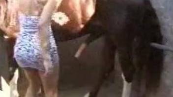 Black cock of a stallion gets sucked by amateur zoo slut