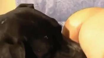 Dark-haired woman with drooping breasts being screwed by a canine