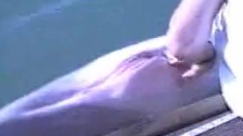 Guy fisting a dolphin's juicy marine pussy