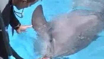Crazy dolphin porn video caught on cam in very spicy details