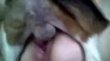 Wild amateur XNXX video involving a lonely housewife and her pet dog