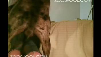 Beast-loving whore with curvy ass fucked from behind