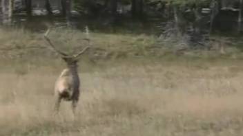 Aroused guy records numerous animals breeding and gets excited