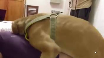 Canine pounds bare woman fiercely until she receives semen in her vagina
