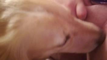 Attractive vagina woman is about to be tongued by a puppy