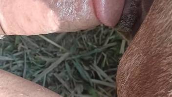Guy's veiny penis explores that depth of horse pussy