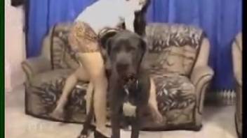 Voluptuous dark-haired beauty passionately fellates a canine's moist shaft